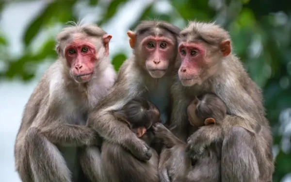Parto difícil não é só humano: outros animais encaram restrições ainda maiores