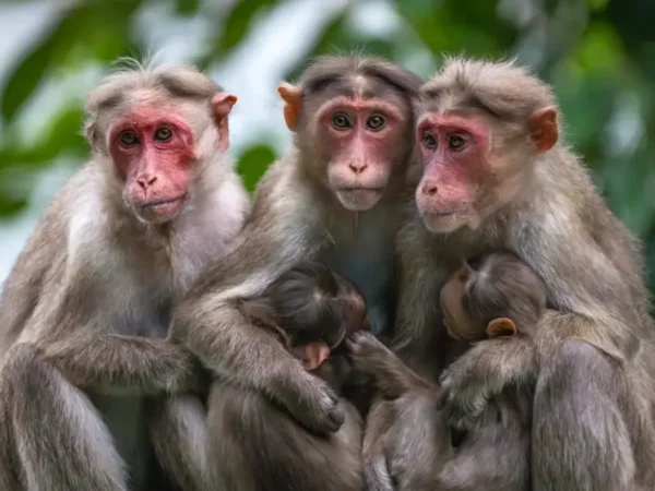 Parto difícil não é só humano: outros animais encaram restrições ainda maiores