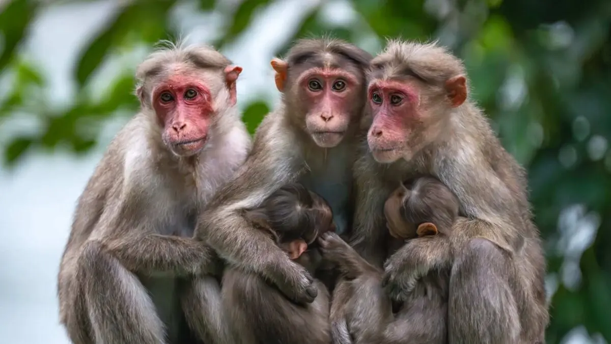 Parto difícil não é só humano: outros animais encaram restrições ainda maiores