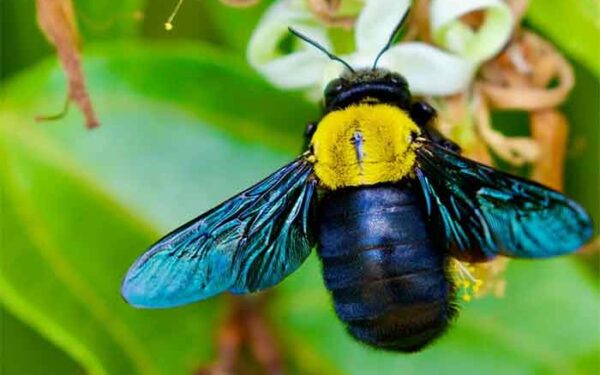 Dados científicos protegem a biodiversidade