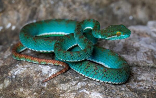 Víbora-de-fosseta, cobra-voadora e lagartixas entre as novas espécies descobertas em cavernas do Camboja