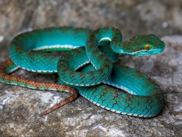 Víbora-de-fosseta, cobra-voadora e lagartixas entre as novas espécies descobertas em cavernas do Camboja