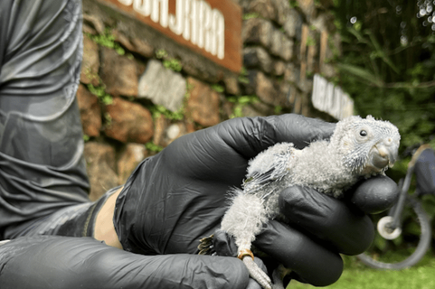 Periquito-cara-suja volta a se reproduzir na Serra da Ibiapaba após mais de um século