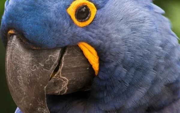 Arara-azul entra novamente na lista de espécies ameaçadas de extinção