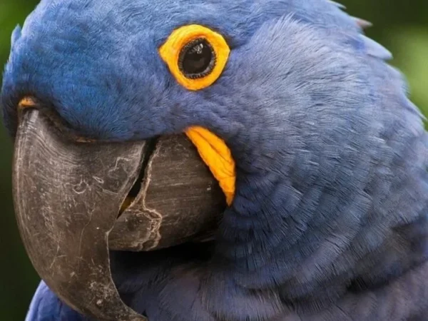 Arara-azul entra novamente na lista de espécies ameaçadas de extinção