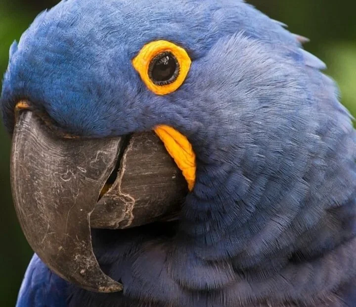 Arara-azul entra novamente na lista de espécies ameaçadas de extinção