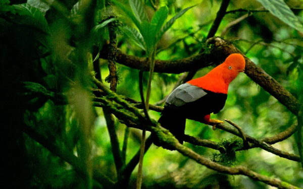 Peru: O fascinante galo-da-serra andino e a extraordinária biodiversidade do Parque Yanachaga-Chemillén