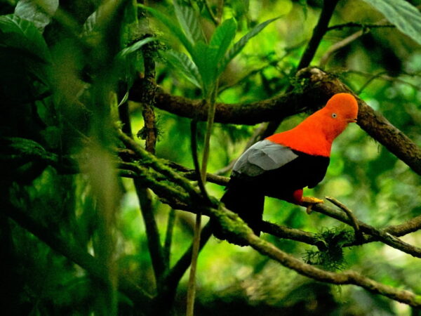 Peru: O fascinante galo-da-serra andino e a extraordinária biodiversidade do Parque Yanachaga-Chemillén