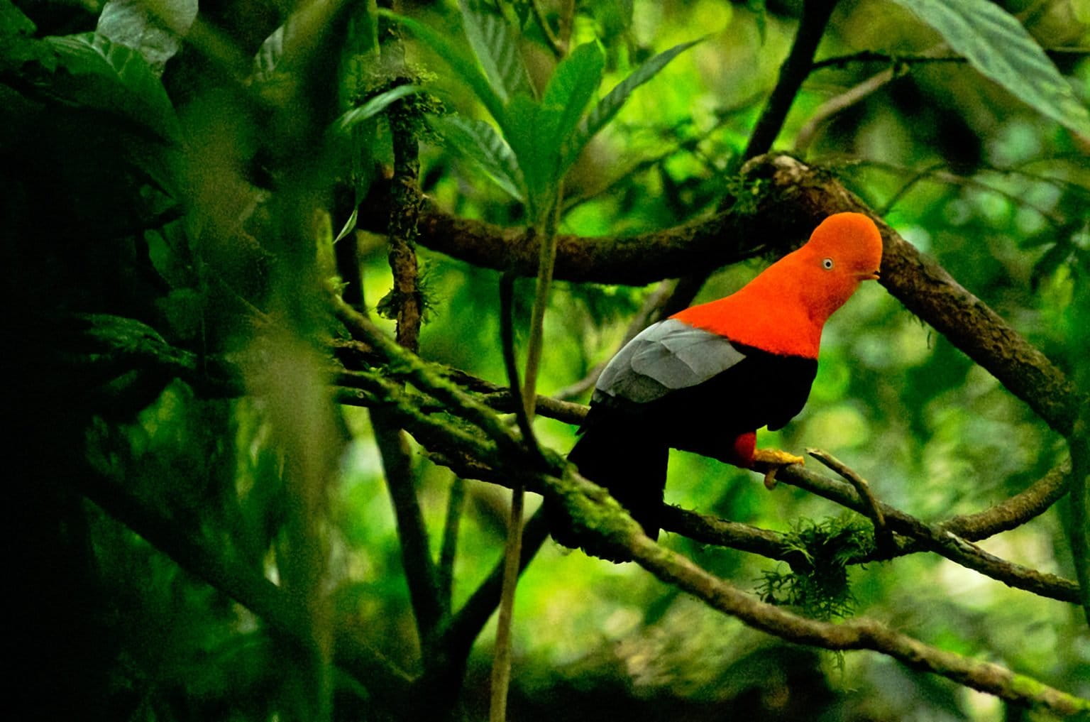 Peru: O fascinante galo-da-serra andino e a extraordinária biodiversidade do Parque Yanachaga-Chemillén