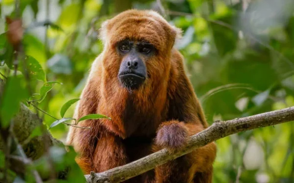 Extintos desde a colônia, bugios-ruivos voltam à florestas brasileiras