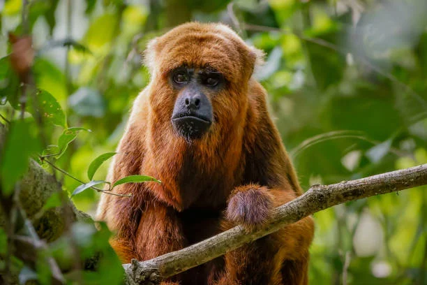 Extintos desde a colônia, bugios-ruivos voltam à florestas brasileiras