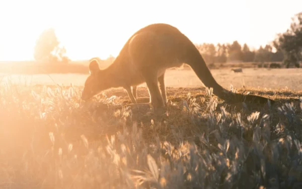 Nike e PUMA abandonam o couro de canguru em favor de materiais livres de origem animal