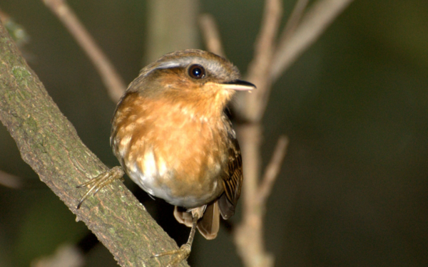 Desmatamento altera características físicas de aves da Mata Atlântica
