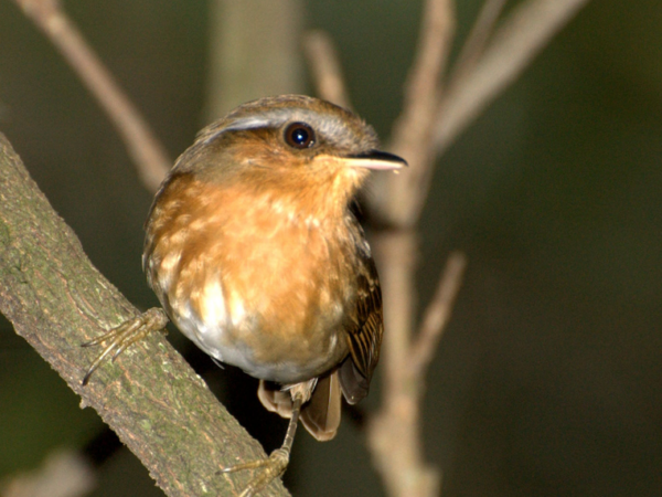 Desmatamento altera características físicas de aves da Mata Atlântica