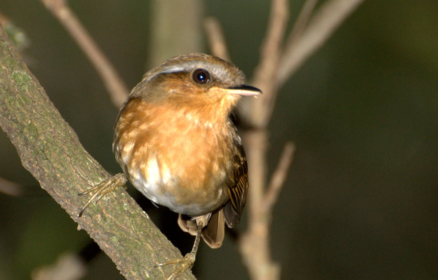 Desmatamento altera características físicas de aves da Mata Atlântica