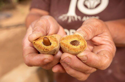 Uma castanha brasileira que ajuda a proteger o Cerrado