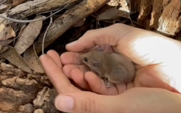 Em 1999, este pequeno animal pareceu ter desaparecido — recentemente eles encontraram um novamente