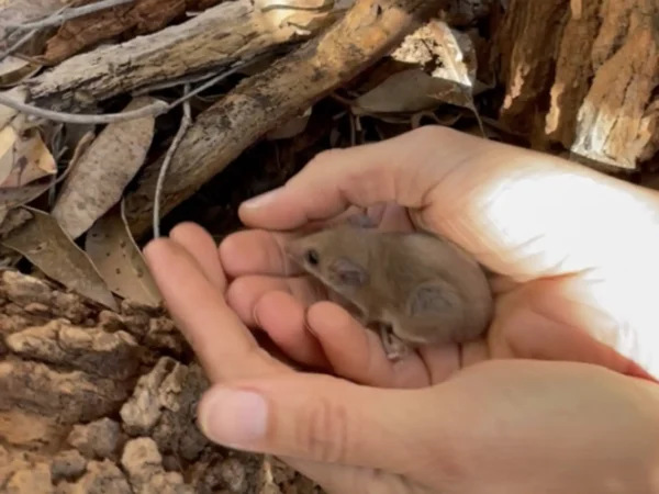 Em 1999, este pequeno animal pareceu ter desaparecido — recentemente eles encontraram um novamente