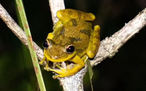 Cientistas descobrem microplásticos no corpo de girinos da Amazônia