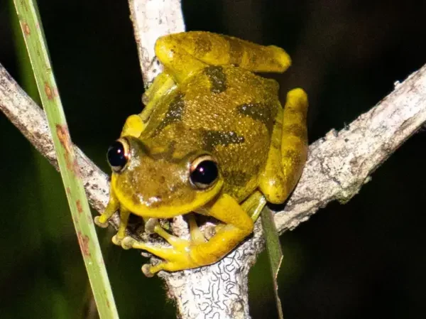 Cientistas descobrem microplásticos no corpo de girinos da Amazônia