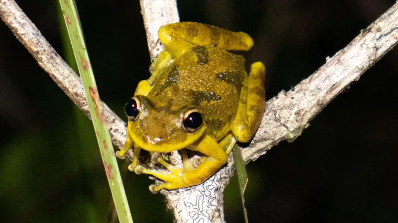 Cientistas descobrem microplásticos no corpo de girinos da Amazônia
