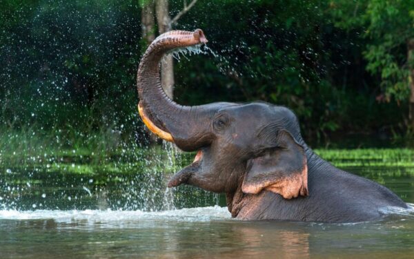 Indonésia acaba de proibir passeios de elefante em zoológicos em todo o país.