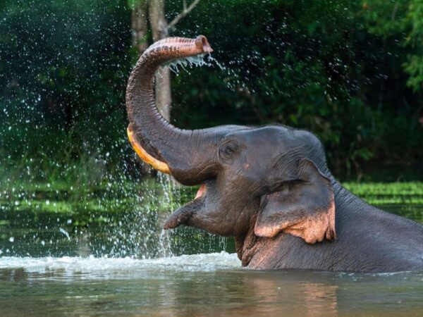 Indonésia acaba de proibir passeios de elefante em zoológicos em todo o país.