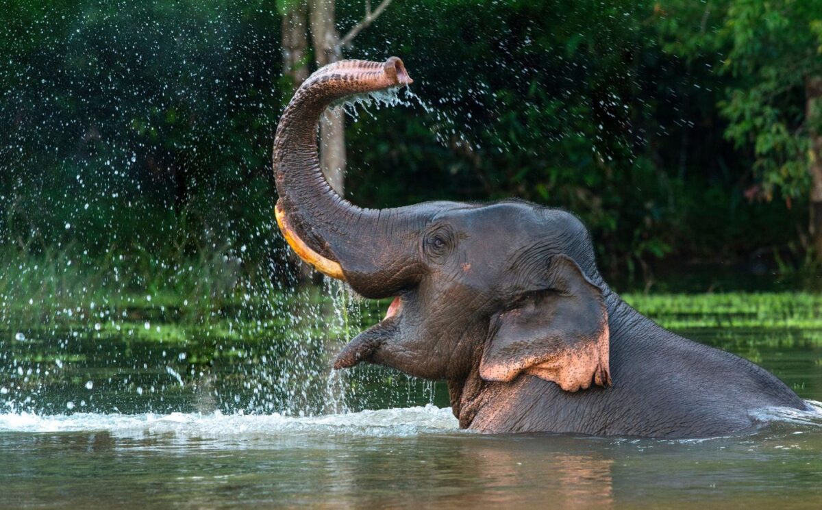 Indonésia acaba de proibir passeios de elefante em zoológicos em todo o país.