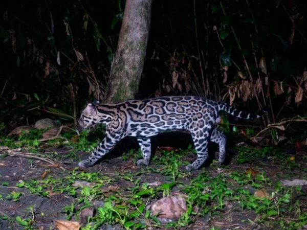 A jaguatirica (ou ocelote) que bateu o recorde de longevidade na Costa Rica revela a boa saúde do Parque Tortuguero.