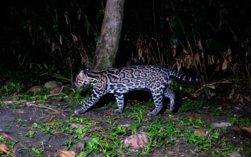 A jaguatirica (ou ocelote) que bateu o recorde de longevidade na Costa Rica revela a boa saúde do Parque Tortuguero.