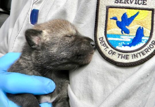 Esperança para a espécie de lobo mais rara da América: quatro ninhadas de filhotes de lobo-vermelho ameaçados de extinção nascem na natureza