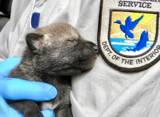 Esperança para a espécie de lobo mais rara da América: quatro ninhadas de filhotes de lobo-vermelho ameaçados de extinção nascem na natureza