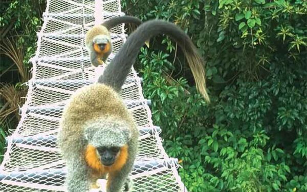 Pontes suspensas na copa das árvores da Amazônia possibilitam 15 mil travessias de animais selvagens sem nenhum atropelamento em 15 meses