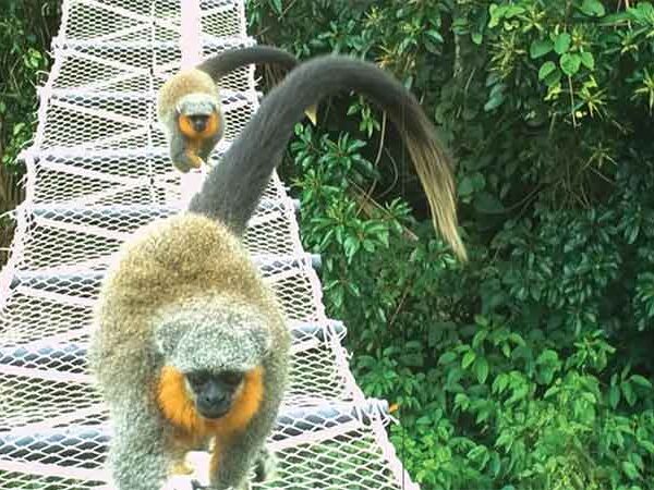 Pontes suspensas na copa das árvores da Amazônia possibilitam 15 mil travessias de animais selvagens sem nenhum atropelamento em 15 meses
