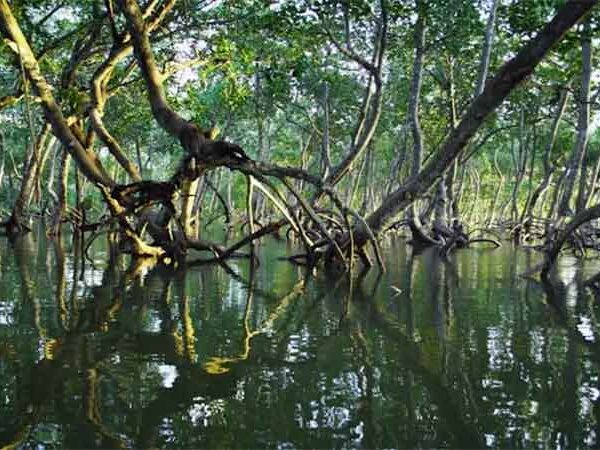 Boas notícias: Manguezais avançam pelo litoral e revelam sinais de recuperação em meio à crise climática