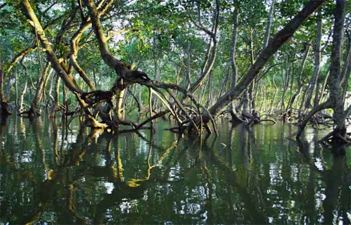 Boas notícias: Manguezais avançam pelo litoral e revelam sinais de recuperação em meio à crise climática