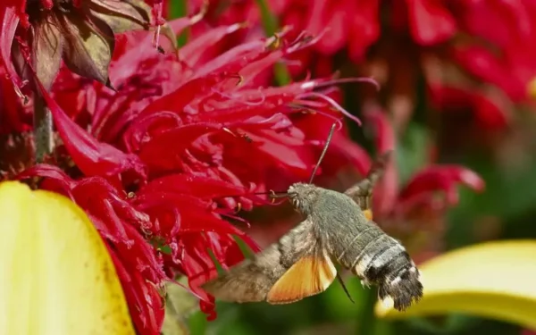 Mariposa sente cheiro pelas asas, indica estudo