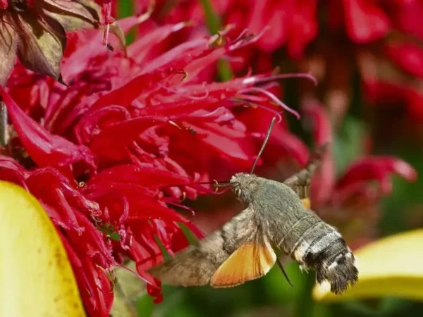 Mariposa sente cheiro pelas asas, indica estudo
