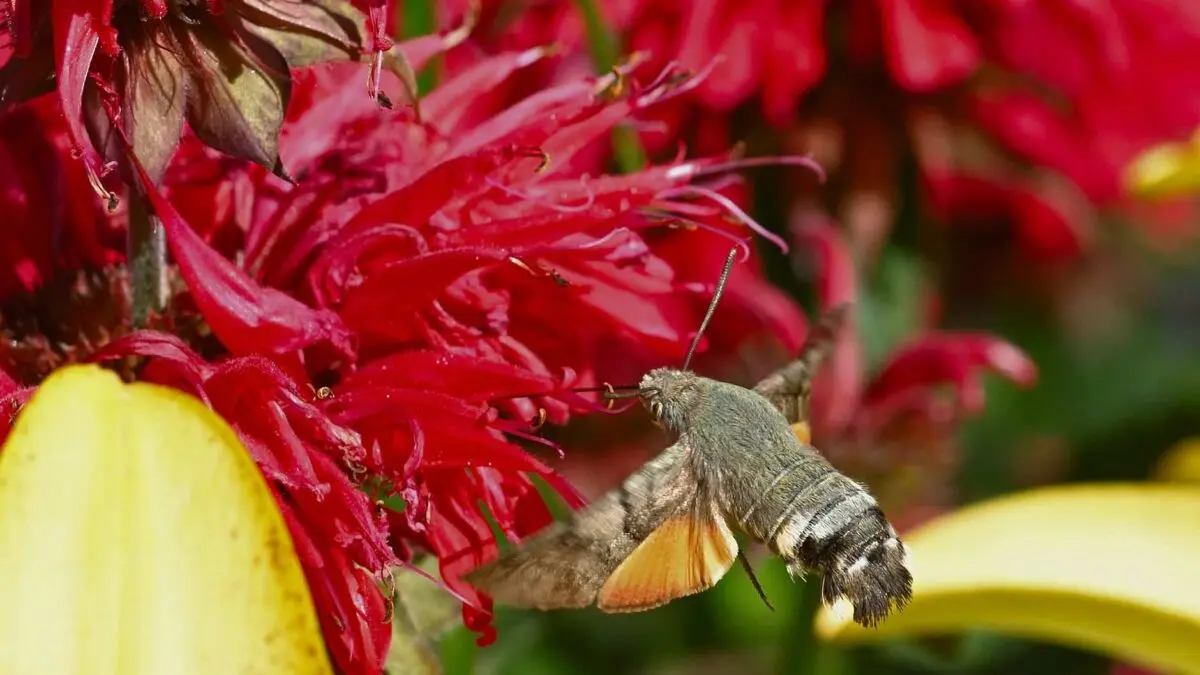 Mariposa sente cheiro pelas asas, indica estudo