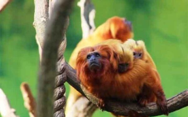 O mico-leão-dourado escapou da extinção e esbarrou na falta de floresta