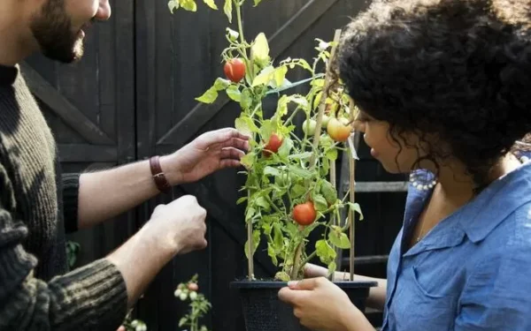 A horta de permacultura