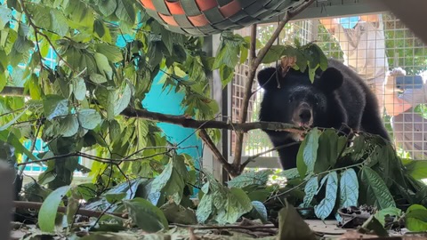27 ursos-da-lua resgatados de uma fazenda ilegal de extração de bile começam suas novas vidas em liberdade.