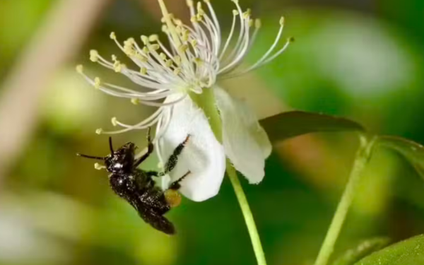 Canteiros de flores ao lado de lavouras: prática europeia que o agro brasileiro deveria adotar