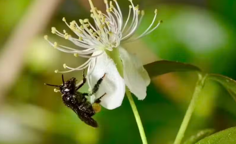 Canteiros de flores ao lado de lavouras: prática europeia que o agro brasileiro deveria adotar