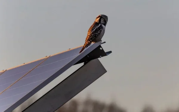 Energia solar reduz biodiversidade de aves na China, diz estudo