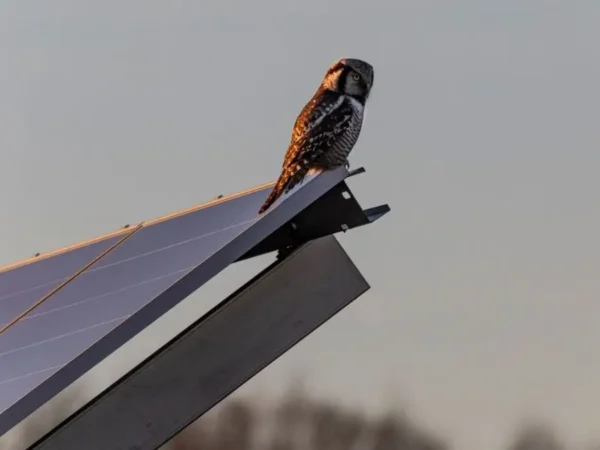 Energia solar reduz biodiversidade de aves na China, diz estudo