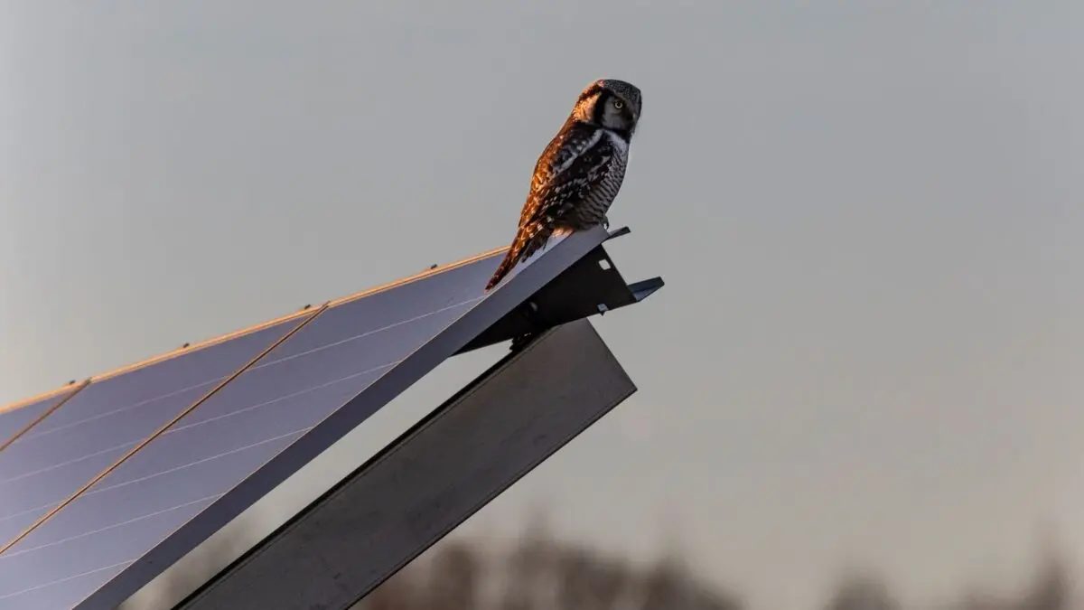 Energia solar reduz biodiversidade de aves na China, diz estudo