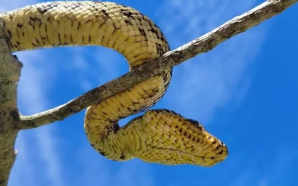 Filhote de espécie mais rara de jiboia é encontrado vivo pela primeira vez