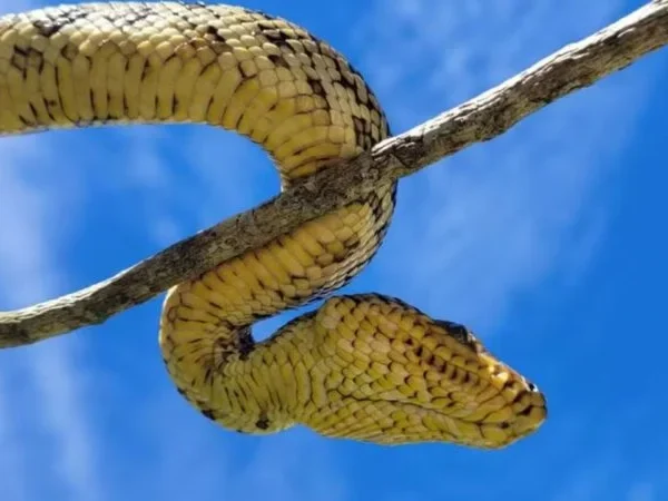 Filhote de espécie mais rara de jiboia é encontrado vivo pela primeira vez