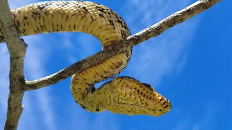 Filhote de espécie mais rara de jiboia é encontrado vivo pela primeira vez